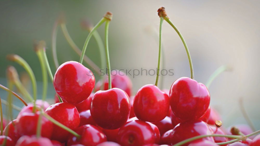 Similar – Foto Bild blumen in rot Blume Blüte