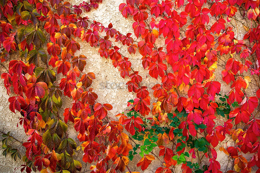 Image, Stock Photo There you are again, you old autumn! called Lukas