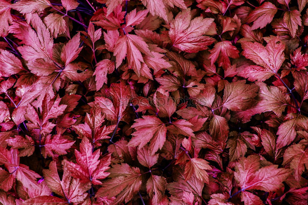 Similar – Image, Stock Photo withered beauty Plant