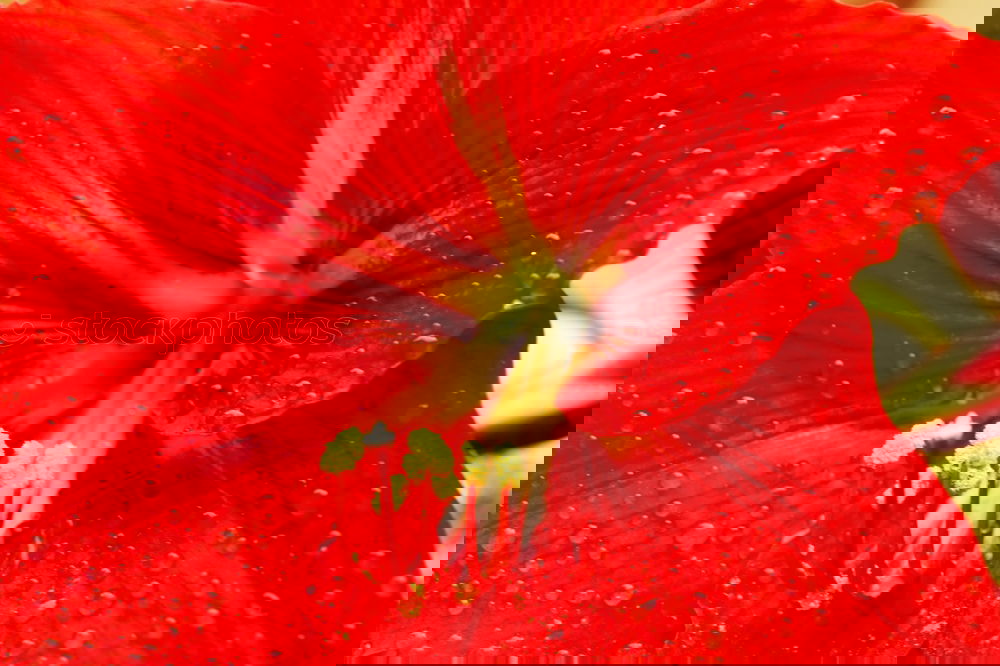 Similar – Foto Bild Red flower Natur