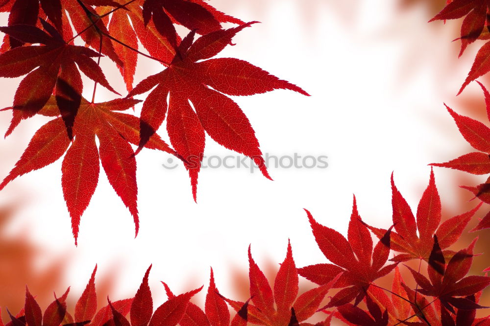 Image, Stock Photo bright orange Environment