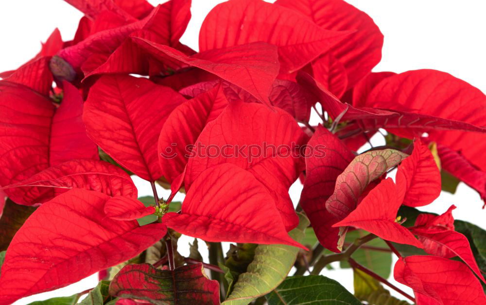 Similar – Beautiful red poinsettia