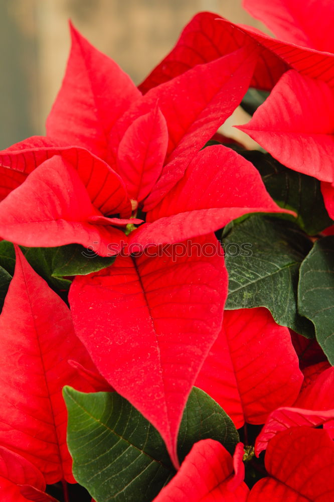 Similar – Beautiful red poinsettia