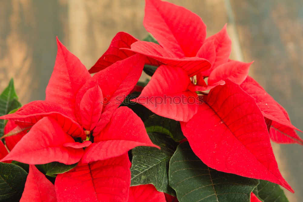 Similar – Beautiful red poinsettia