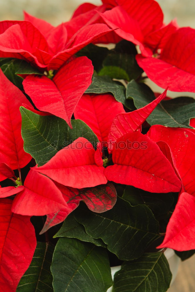 Similar – Beautiful red poinsettia