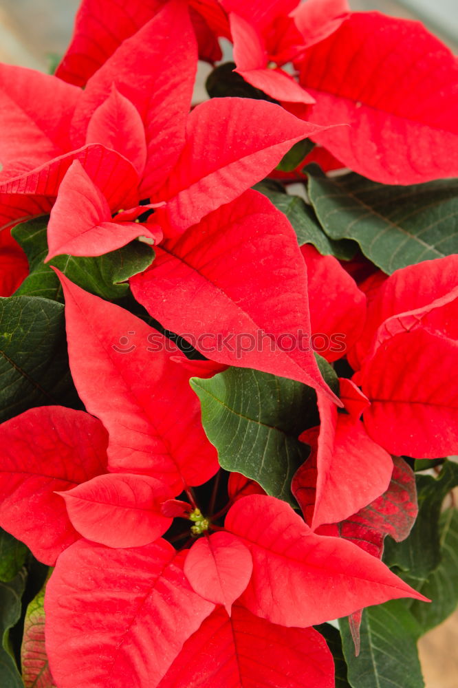 Similar – Beautiful red poinsettia