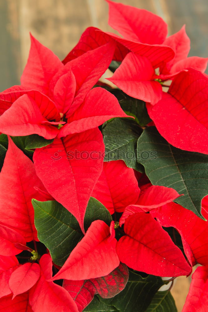 Similar – Beautiful red poinsettia