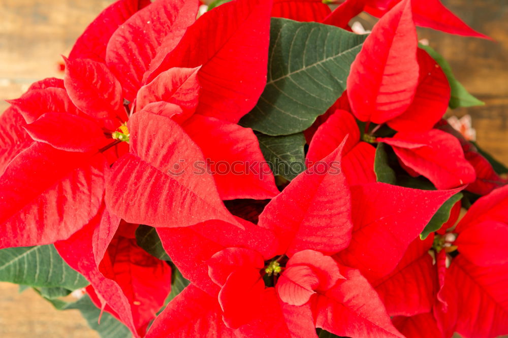 Similar – Beautiful red poinsettia