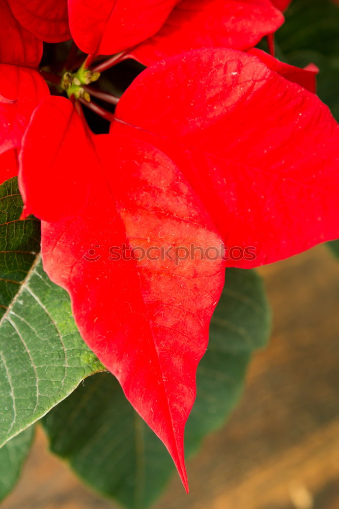 Beautiful red poinsettia