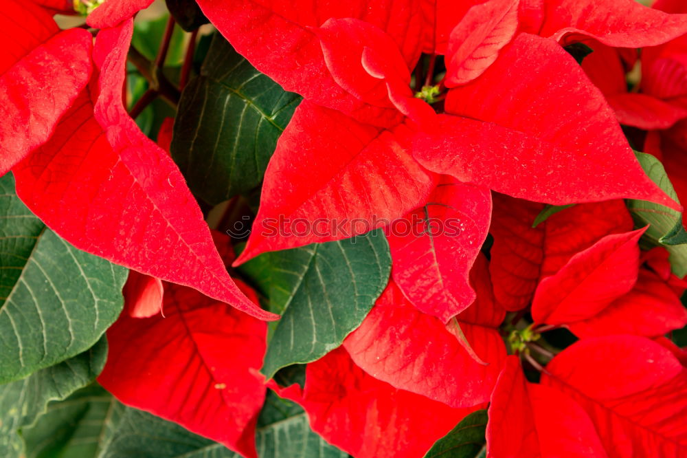 Beautiful red poinsettia