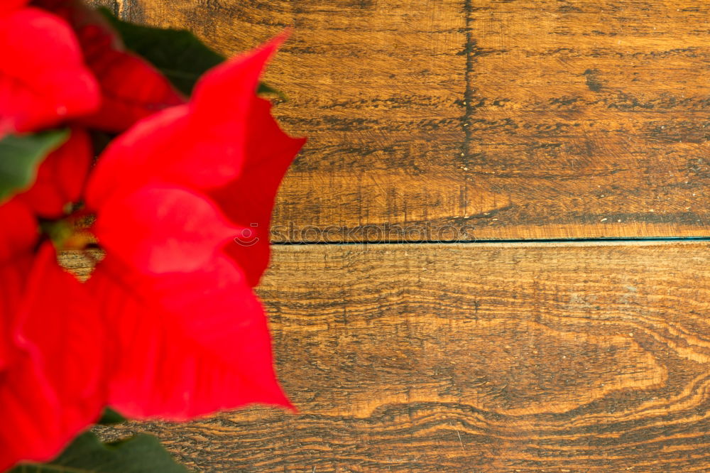 Beautiful red poinsettia