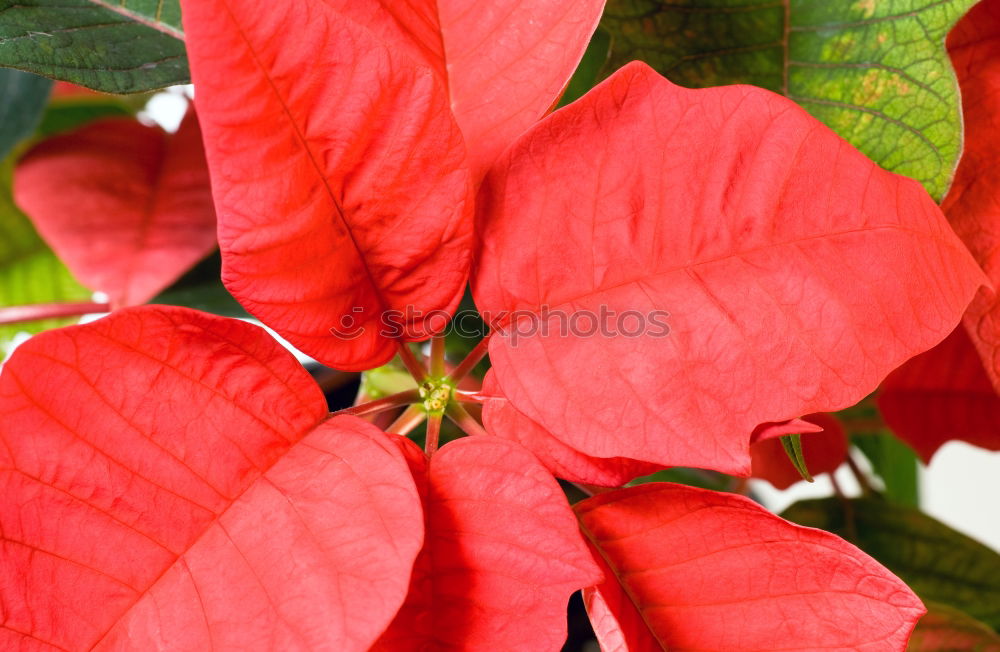 Similar – Beautiful red poinsettia