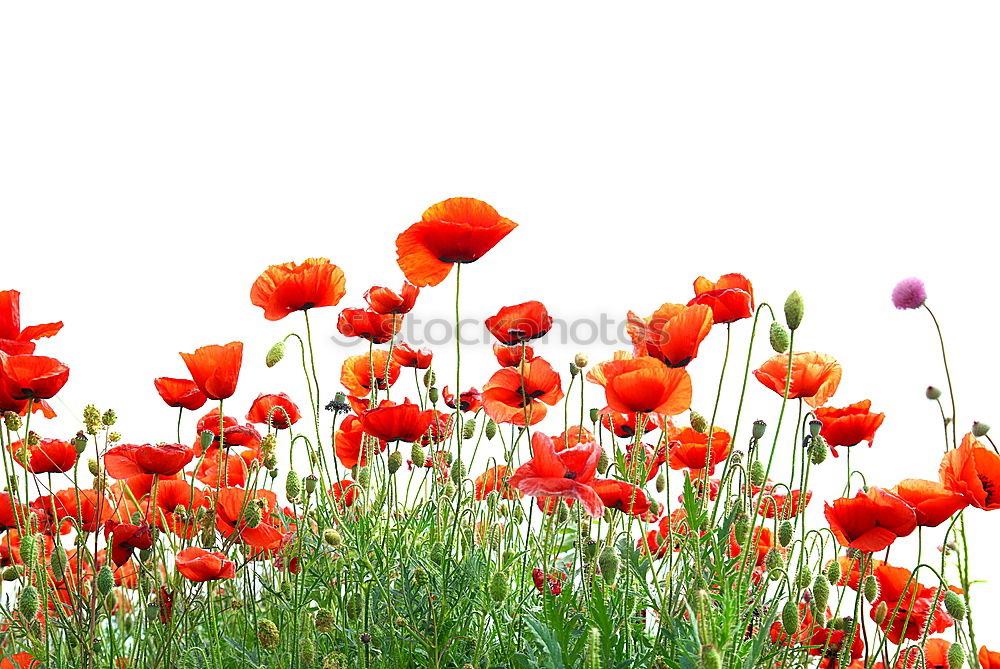 Similar – Image, Stock Photo poppy field Poppy Field