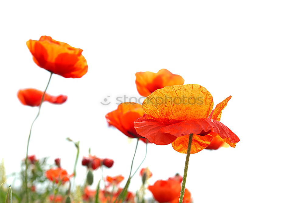 Similar – pleated blind Poppy Red