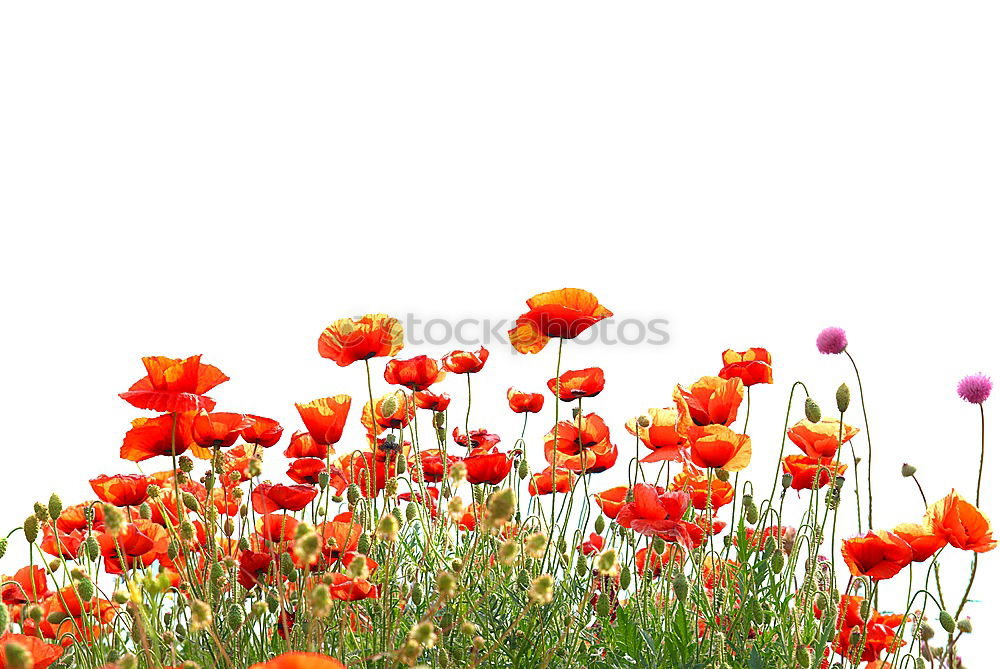 Similar – Image, Stock Photo poppy field Poppy Field