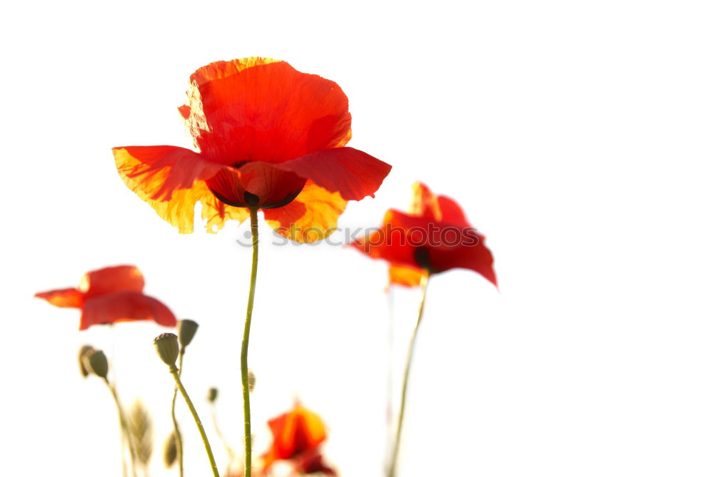 Similar – poppy day Colour photo