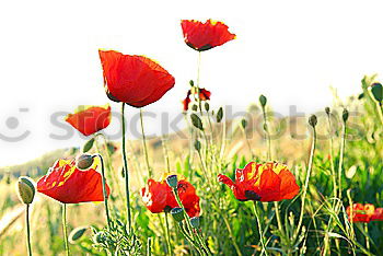 Similar – Foto Bild Mado-Mohn grün Wiese Blume