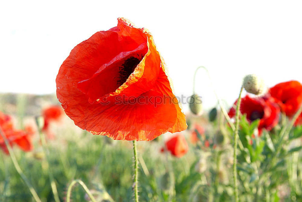 Similar – Poppy seed with ant Nature