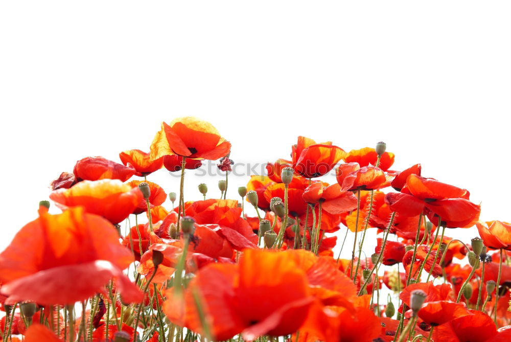 Similar – Image, Stock Photo Luminous poppy flower