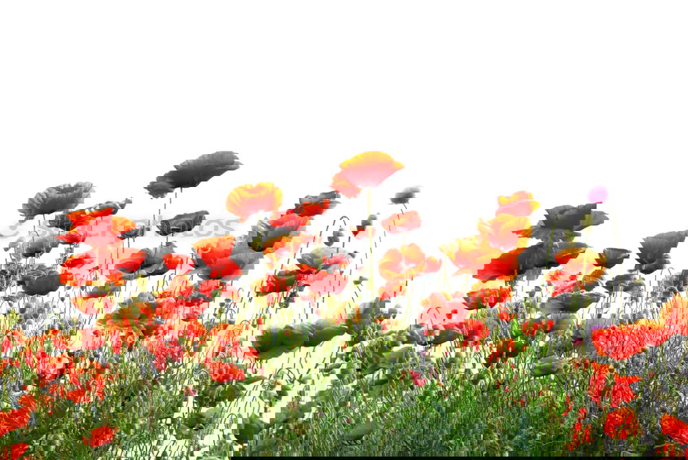 Similar – Image, Stock Photo poppy Grain Summer Sun