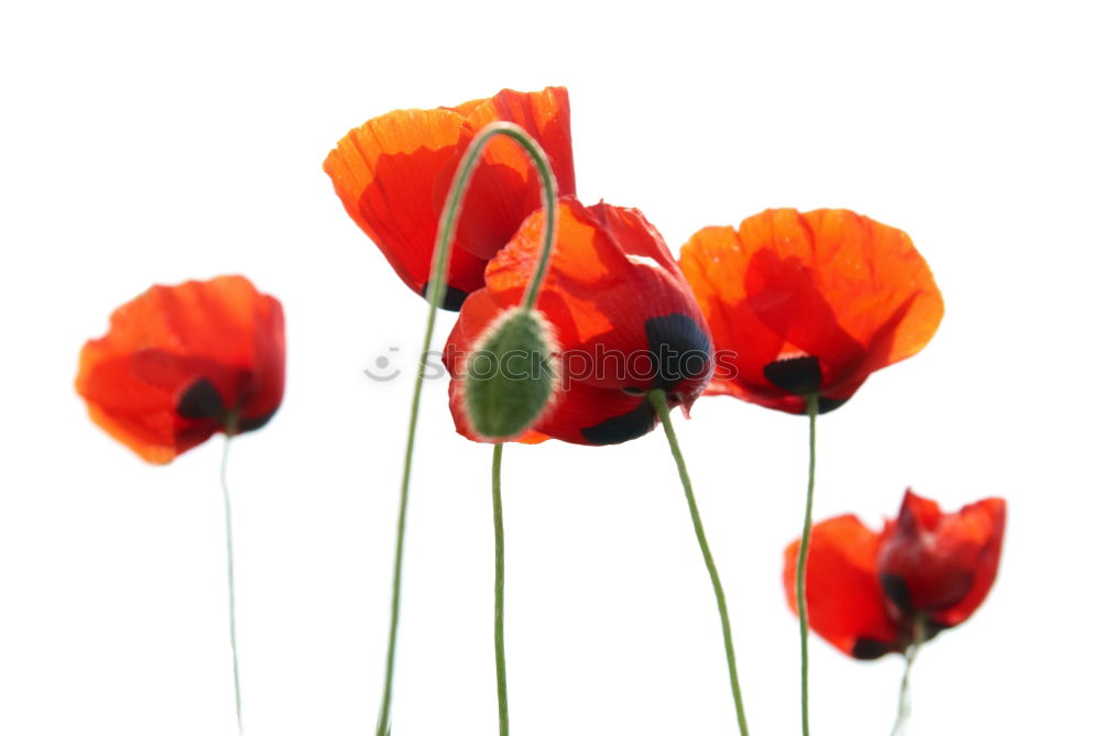 Kunstmohn Blume Mohn