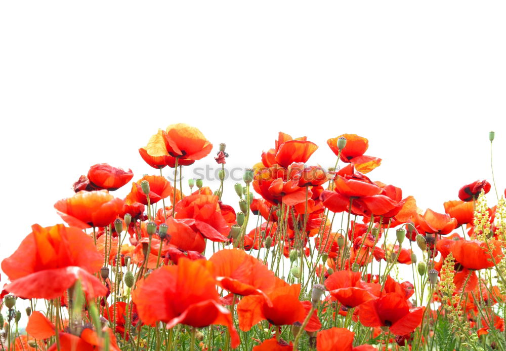 Similar – Image, Stock Photo Poppy seed and chamomile