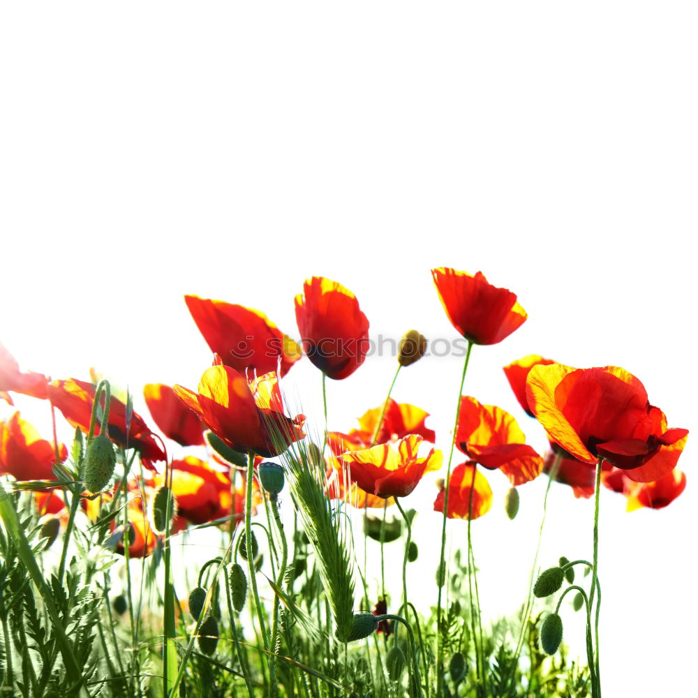 Similar – Image, Stock Photo poppy dream Summer