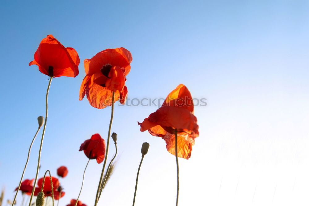 Similar – im mohnblumenfeld Mohn rot