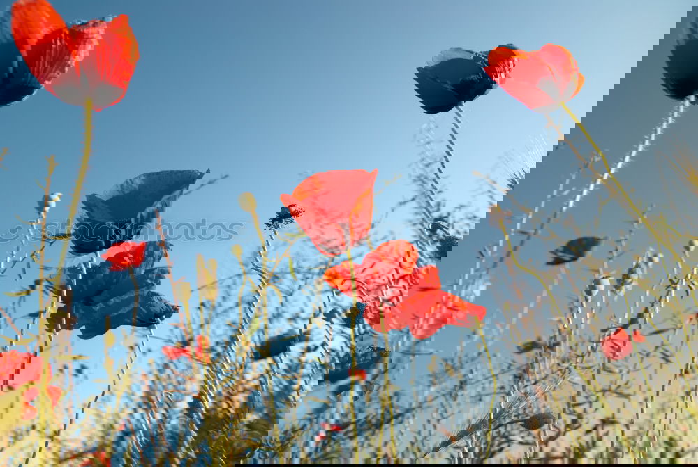 Similar – Image, Stock Photo Spreedorado field party.
