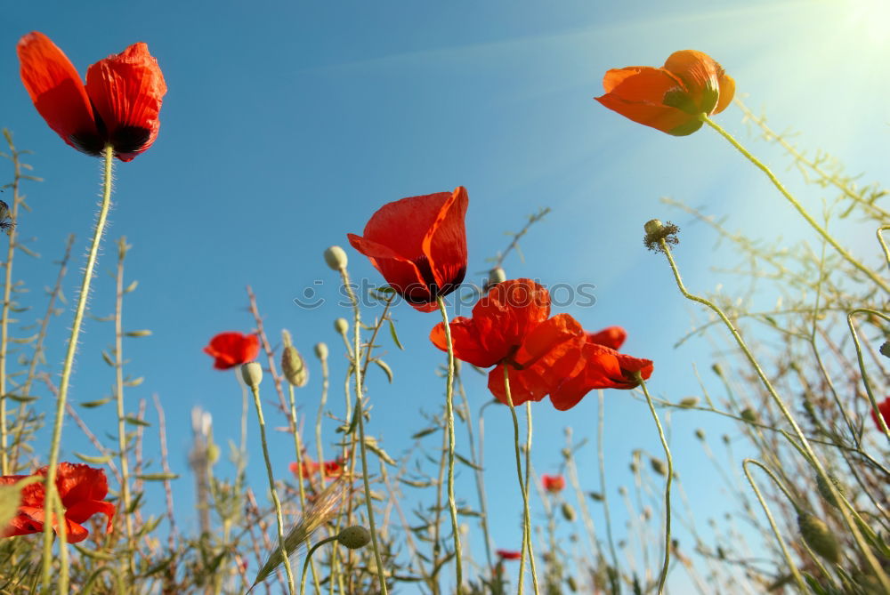 im mohnblumenfeld Mohn rot