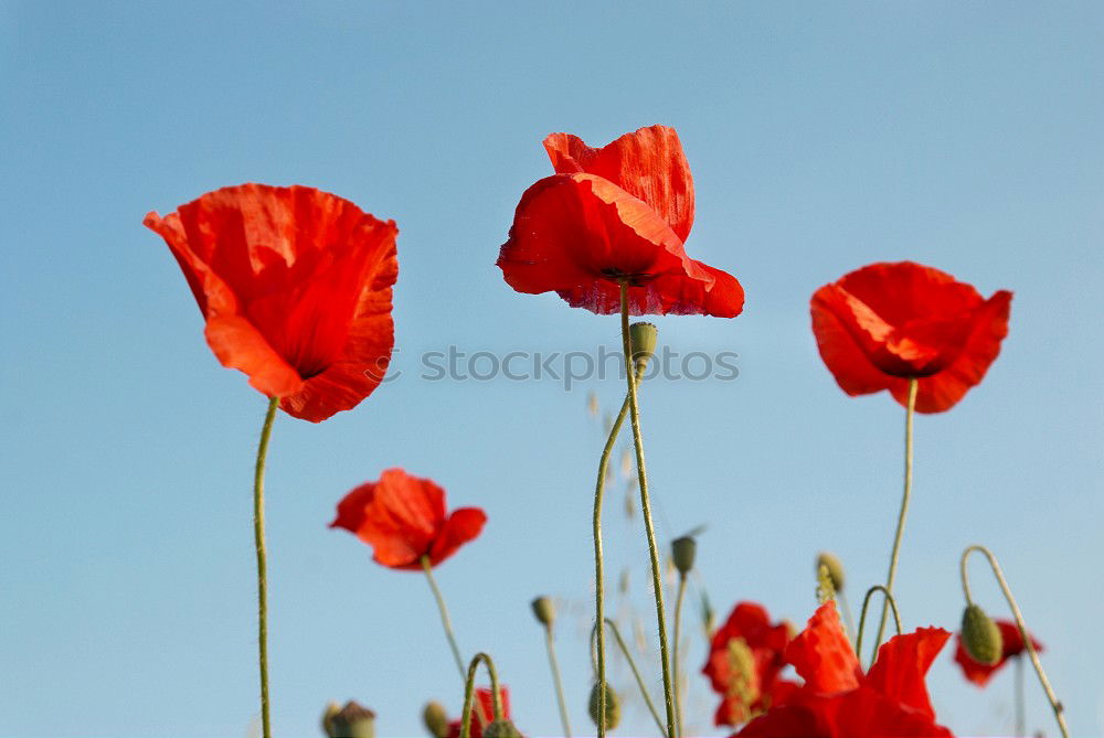 Similar – Red-Blue Flower Blossom