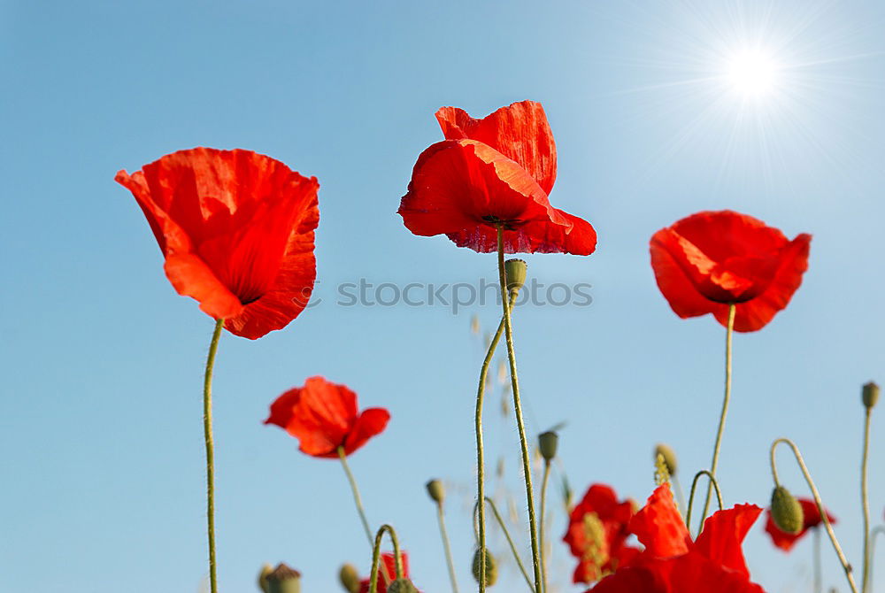 Similar – Roter Mohn Blume Mohen