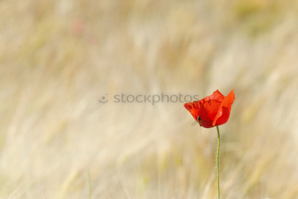 Similar – Moooooohn Mohn Klatschmohn