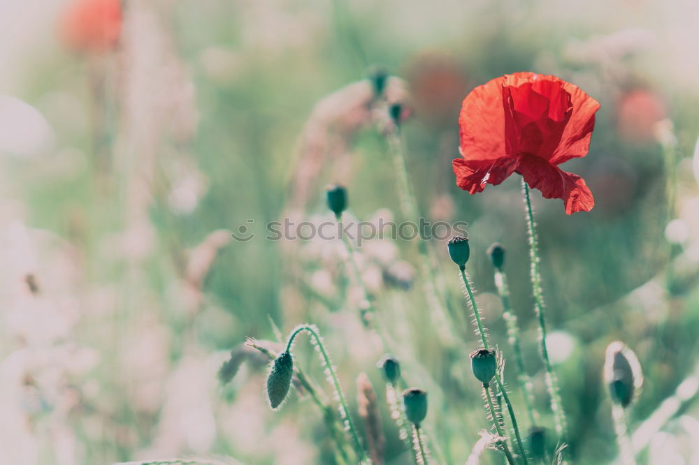 Similar – Image, Stock Photo partly cloudy Nature