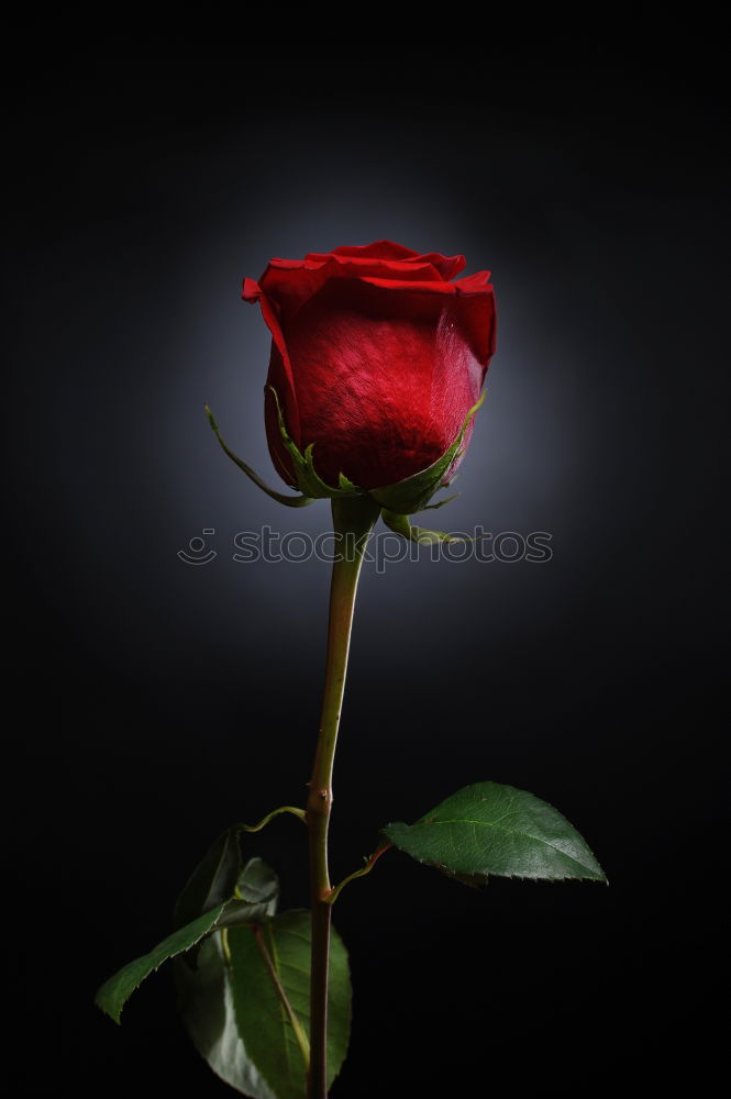 Similar – Image, Stock Photo Crop person cutting roses
