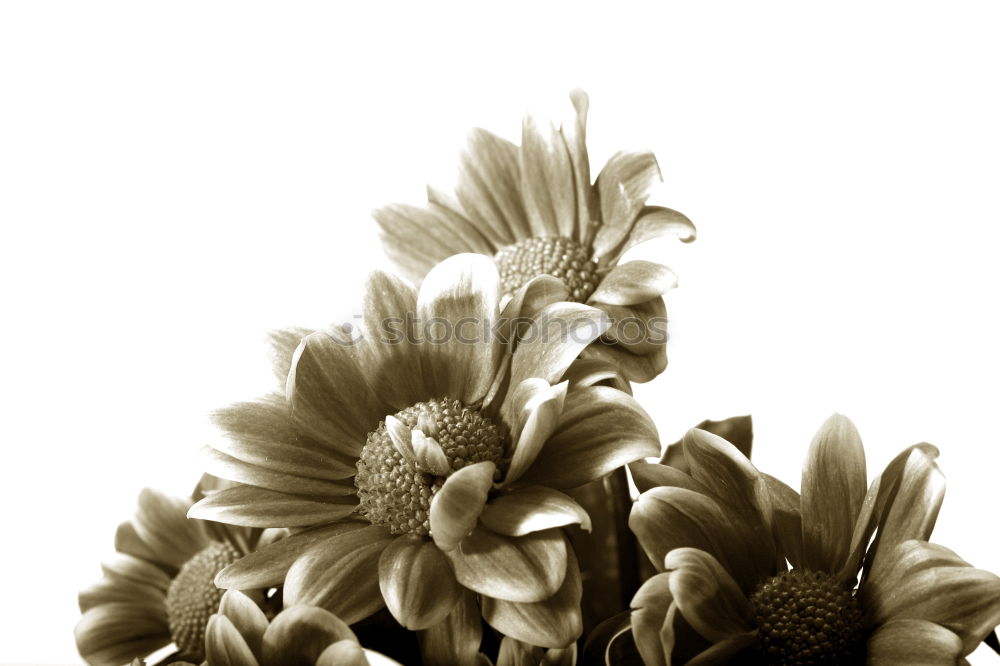 Similar – Helianthus annuus [monochrome]