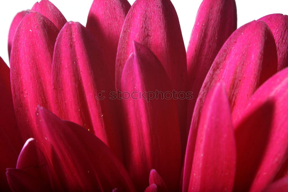 Similar – amaryllis flower Flower