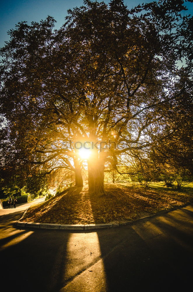 Similar – Image, Stock Photo HOME WAY Tree Grass