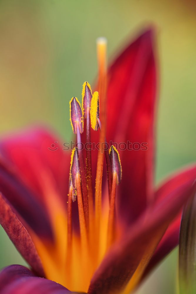 Similar – blossom Flower Dahlia Red