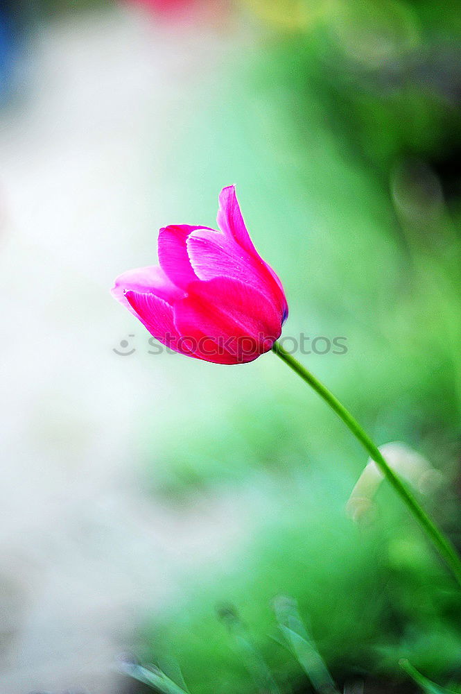 Similar – Image, Stock Photo Cosmea Elegant Fragrance