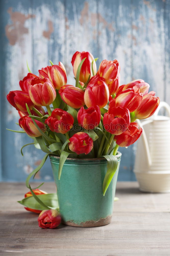 Similar – tulips Lifestyle