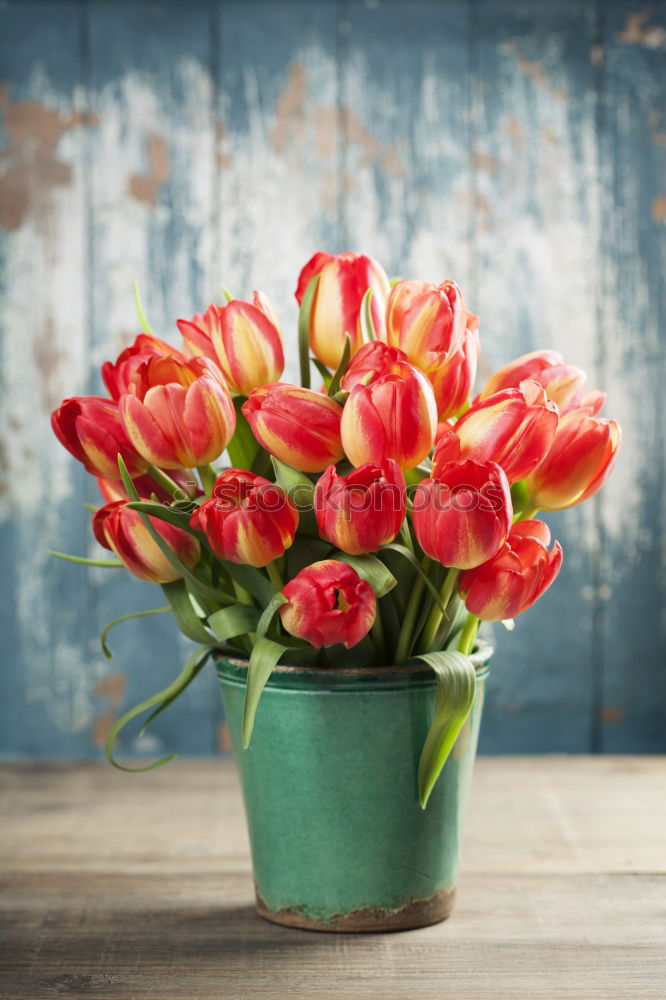 Similar – tulips Lifestyle