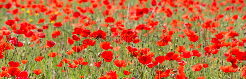 Similar – Poppy! Environment Nature