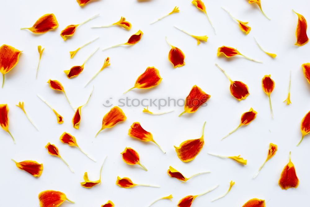 Similar – Image, Stock Photo tulip leaves Leaf Faded