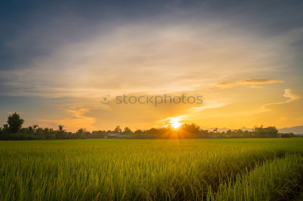 BALI Grain Rice