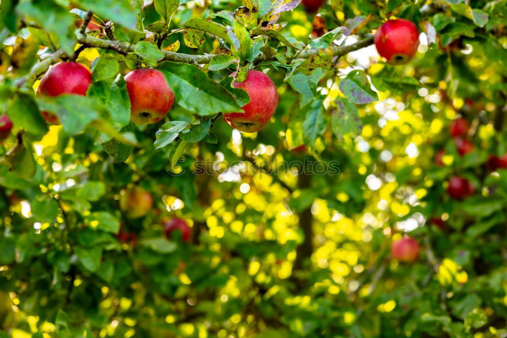 Apples hanging from the tree