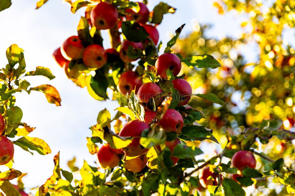 Similar – Image, Stock Photo grape in the field Fruit