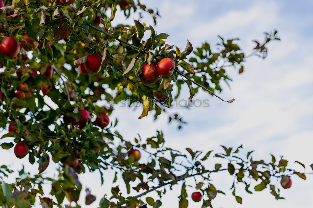 Similar – Image, Stock Photo Fresh red apples hanging from the tree in September