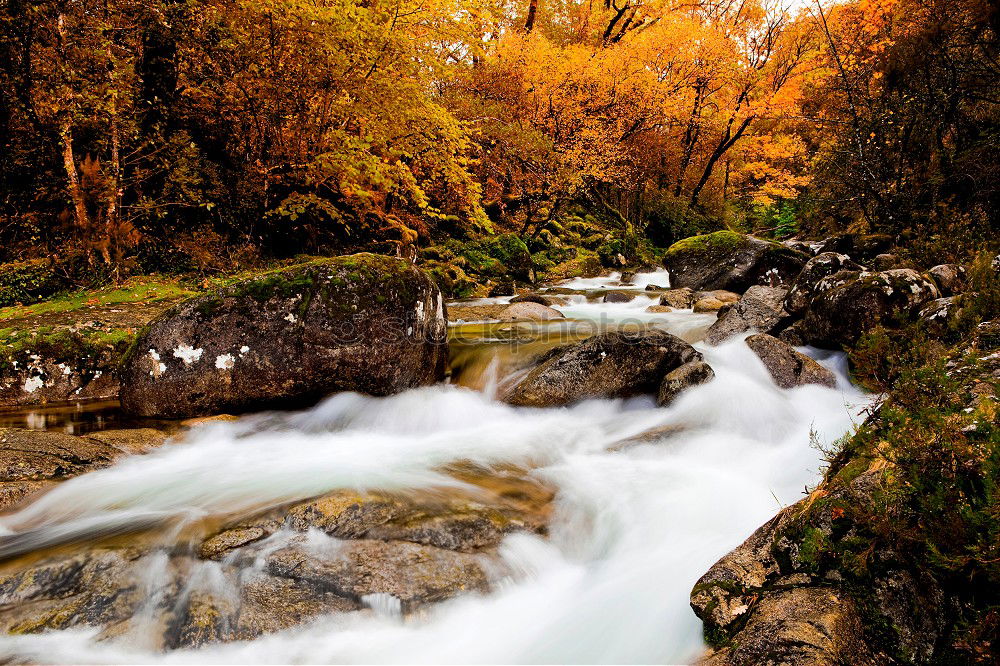 Similar – Image, Stock Photo autumn foliage Environment