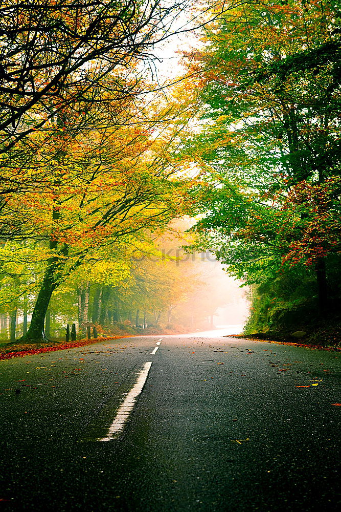 Similar – Image, Stock Photo Trees Avenue Cobblestone Street